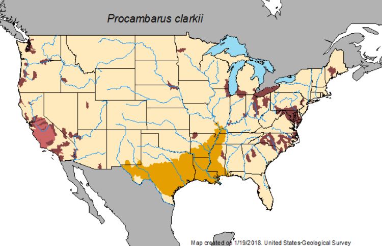 Native to the southern Mississippi basin and Gulf Coast, red swamp crayfish have now been found in other parts of the U.S. including locations in the Great Lakes. Photo credit: USGS