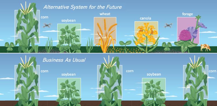 Illustration of the main experiment at the Kellogg Biological Station Long-Term Agroecosystem Research project. The experiment will evaluate the short- and long-term trade-offs between 