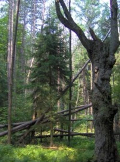 Eastern or Canada Hemlock is a valuable tree species in Michigan’s forests that could be negatively impacted by the Hemlock Woolly Adelgid if the pest becomes widely established. | Photo credit: New York Dept. of Environmental Conservation.