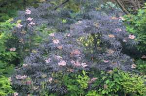 Growing Elderberry In The Garden Gardening In Michigan