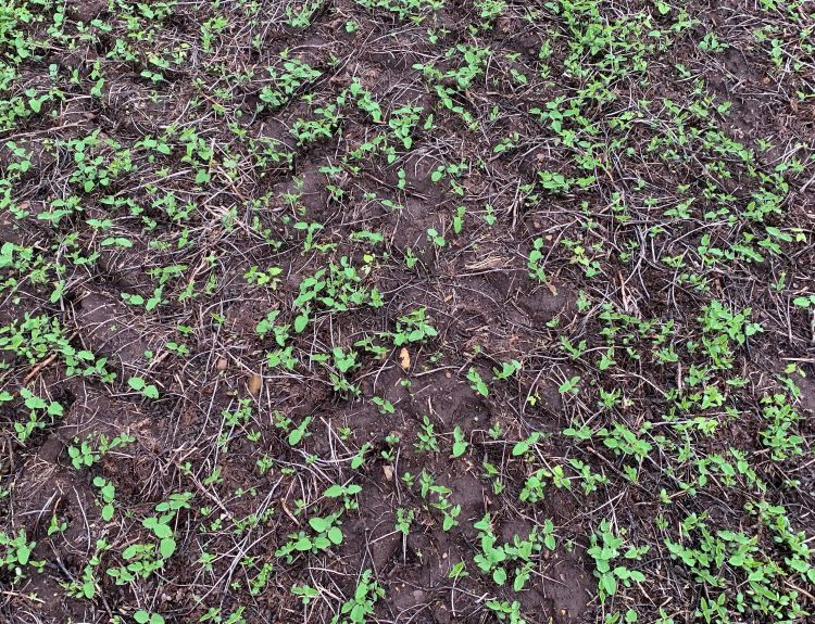 Soybean plants coming up from the ground.