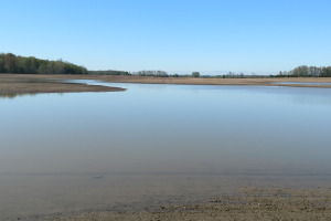 How does flooding affect soybean germination?