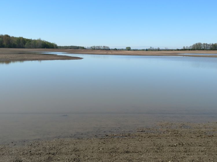 Flooded soybean field