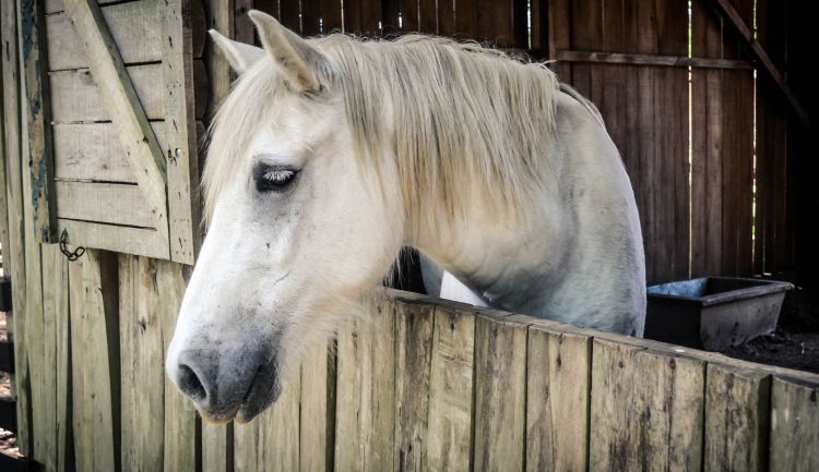 Horse in stall