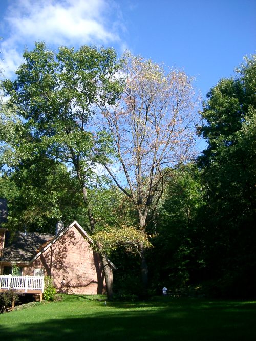 Red oak quickly killed by the oak wilt fungus. Photo credit: Rebecca Finneran, MSU Extension