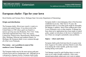 European chafer: Tips for your lawn
