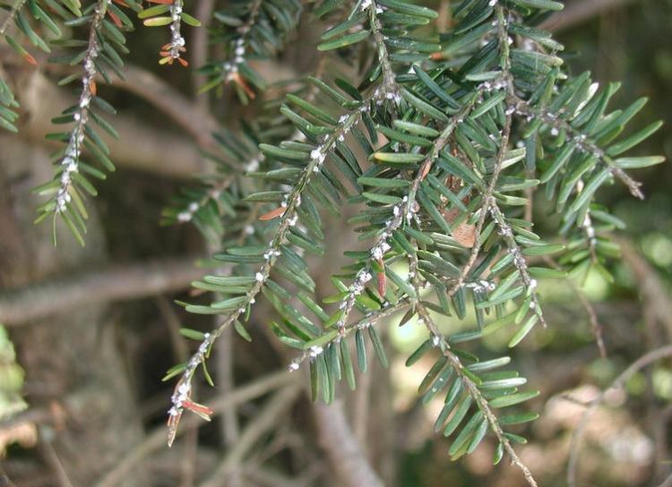 Hemlock woolly adelgid. Photo by Leslie J. Mehrhoff, University of Connecticut, Bugwood.org.