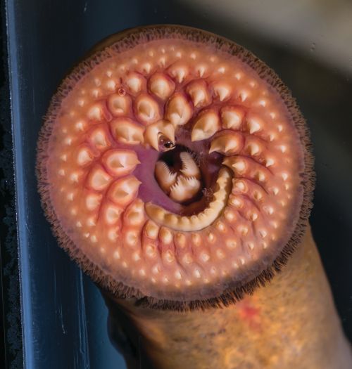 Sea lamprey