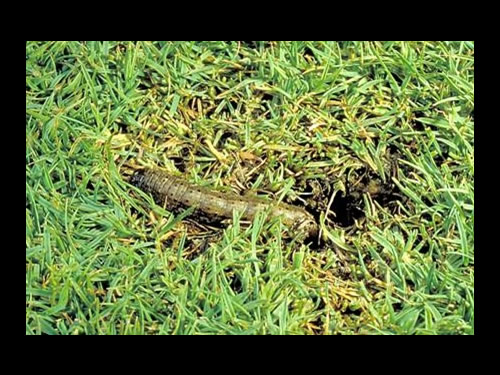 Cutworm caterpillar in grass 
