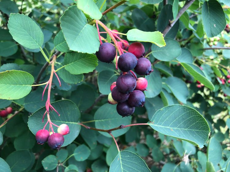 Saskatoons