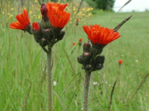  orange hawkweed4.jpg 