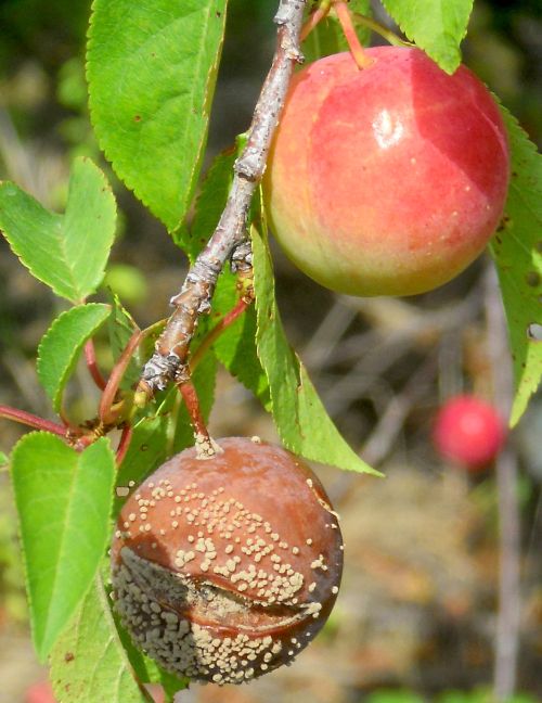 The lower plum was infected with brown rot following a hail storm. The upper plum is healthy, but needs to be protected now that brown rot spores are common in the orchard. All photos: Mark Longstroth, MSU Extension.