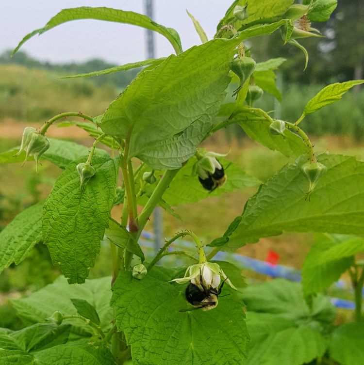 Bumble bees pollinating fall red raspberry.