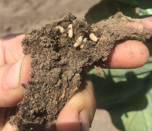 Cabbage maggot larvae