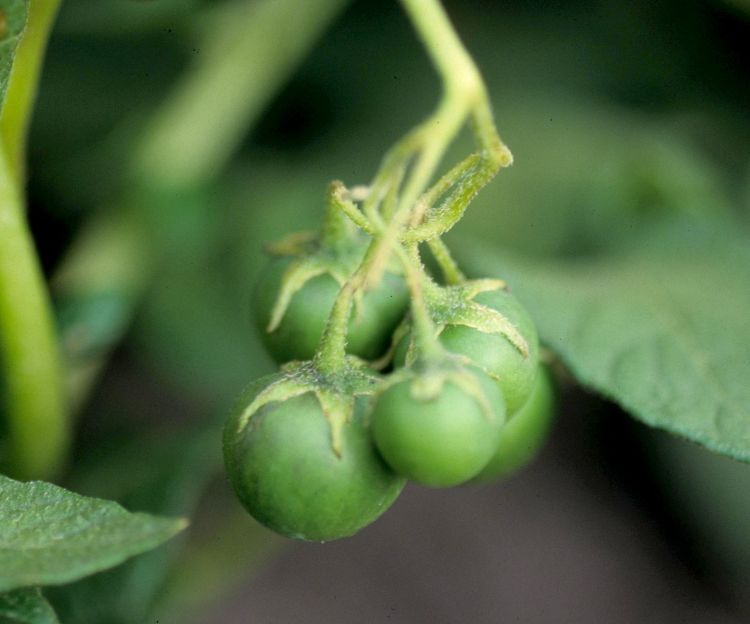 Potato fruit. Photo by Gerald Holmes, California Polytechnic State University at San Luis Obispo, Bugwood.org