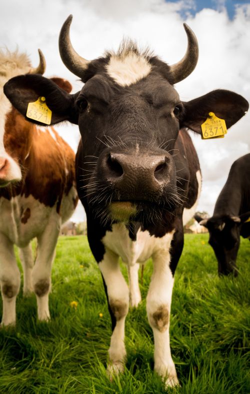 Image of a cow