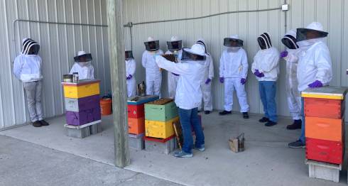 Beekeepers inspect an open honey bee hive