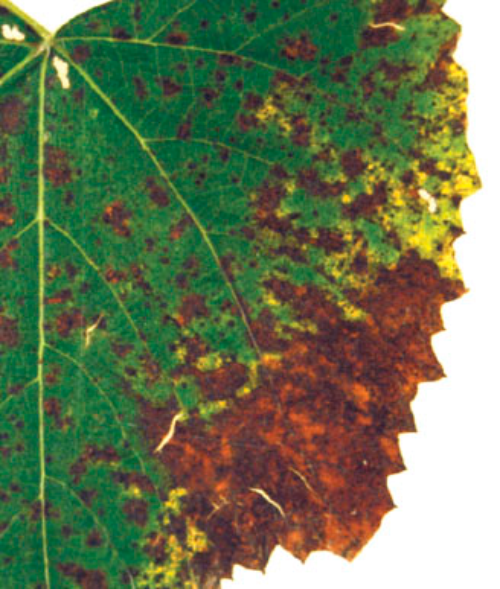  Leaf lesions. 