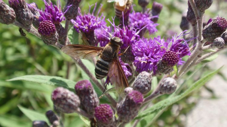 A bee fly on an Ironweed flower