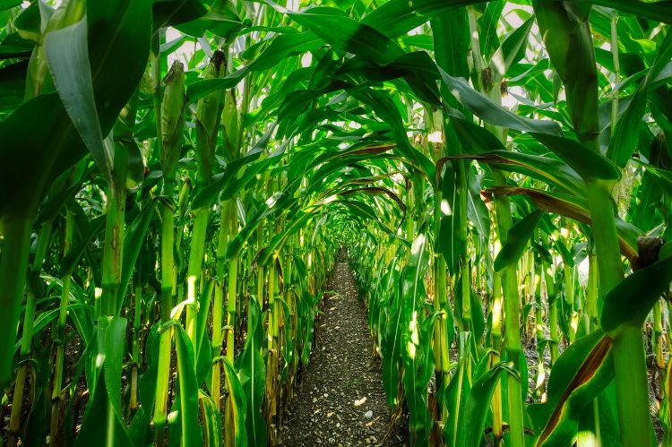 A field of corn.