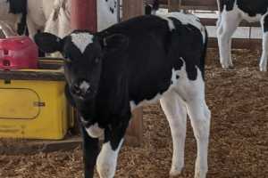 Reevaluating antioxidants for dairy cattle - Dairy