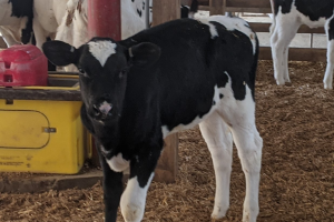 Reevaluating antioxidants for dairy cattle