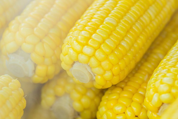 How to freeze corn now and enjoy it later MSU Extension