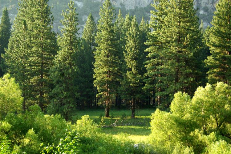 Pine trees in a forest.