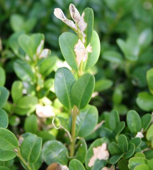 Curled up and brown leaves on a plant.