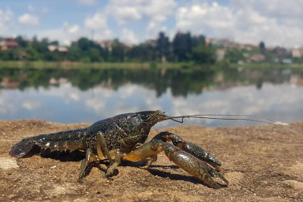 Self-cloning marbled crayfish are now prohibited in Michigan - Fisheries & Wildlife