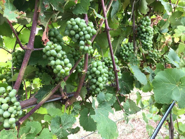 Riesling grapes