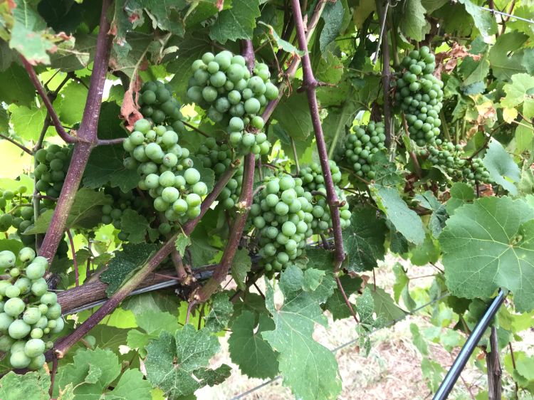 Riesling grapes