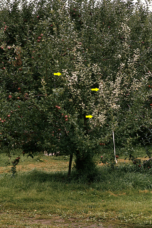 Silver Leaf - Ontario AppleIPM