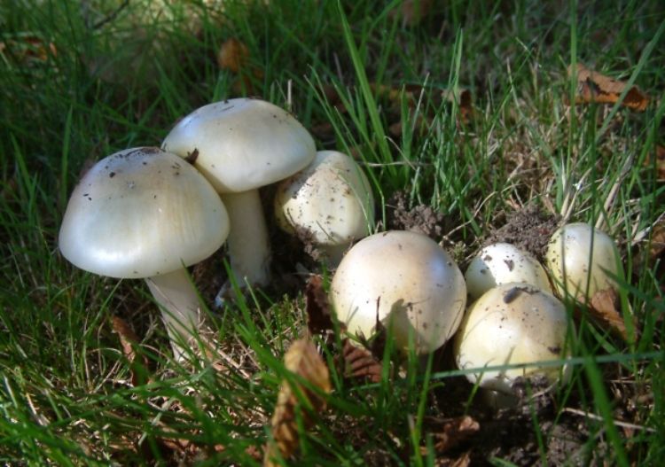 Amanita phalloides death cap cluster.