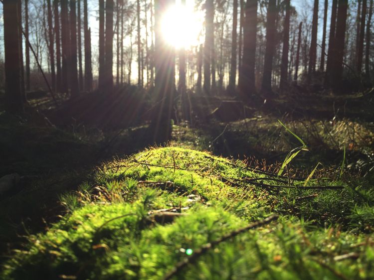 Sun shining through trees in forest.