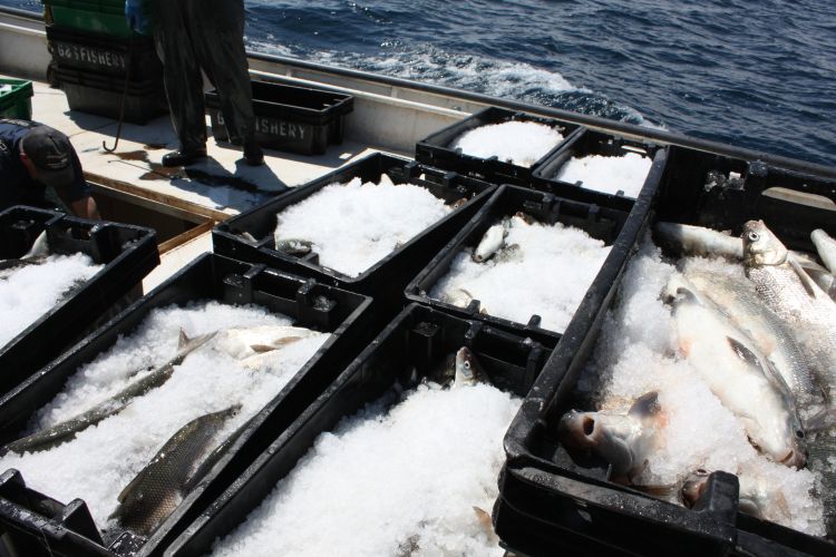 Fish packed in ice on a boat. Ron Kinnunen | Michigan Sea Grant