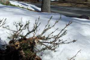 Winter Deer Damage Heavy Seek Deer Resistant Plants Msu Extension