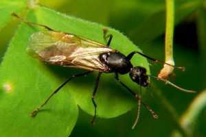 Winged Carpenter Ants Plant Pest Diagnostics