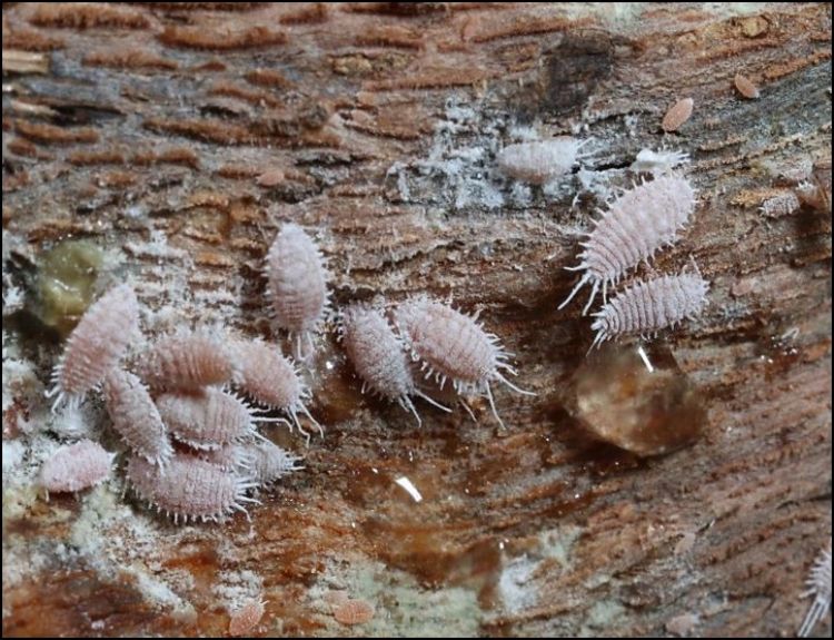 Grape mealybug