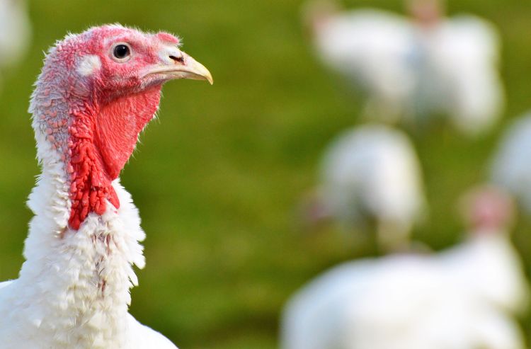 How Many Turkeys Are Eaten on Thanksgiving?