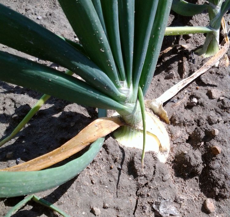 Onion showing disease symptoms.