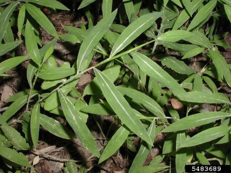 Japanese stilt grass has a “petite bamboo” appearance and assymetrical lance-shaped leaves  Photo credit: Leslie J. Mehrhoff, University of Connecticut, Bugwood.org