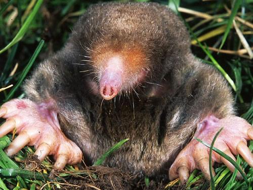 Mole in grass coming out of the ground 