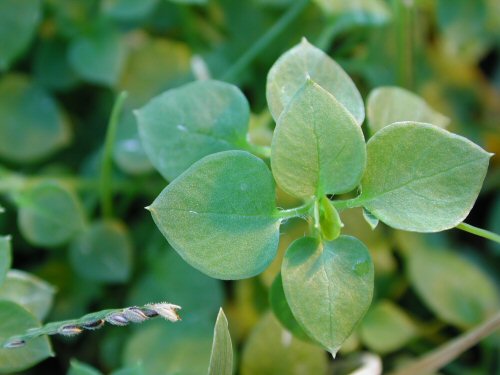  common chickweed2.jpg 