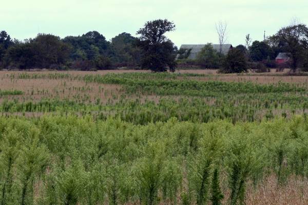Early-season weed control and options with product shortages ...