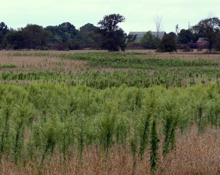 Weeds in a field