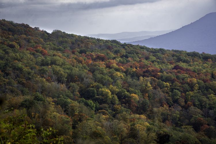 Colorful fall trees on top of a mountain.