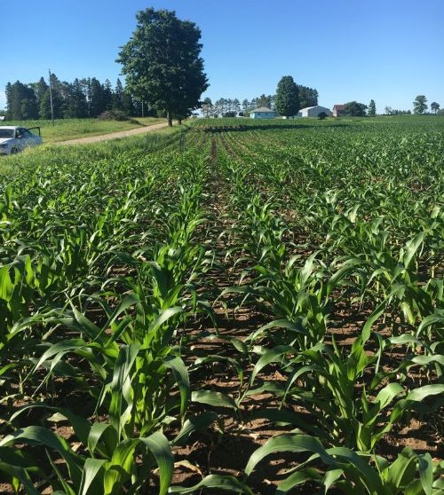 Corn hybrid trial at Pleasant View Farms in Stephenson, Michigan.