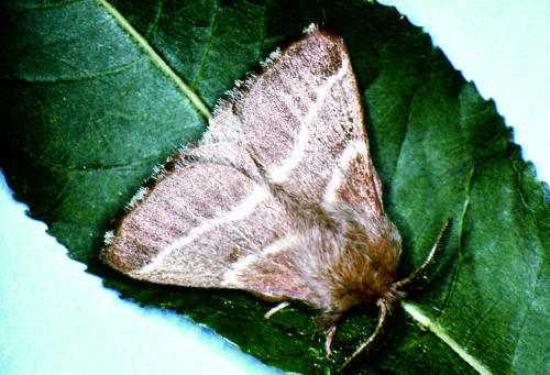  Adults are reddish-brown with two white, transverse, parallel bands. 