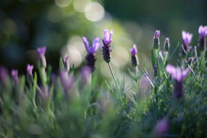 Program Overview Master Gardener Program